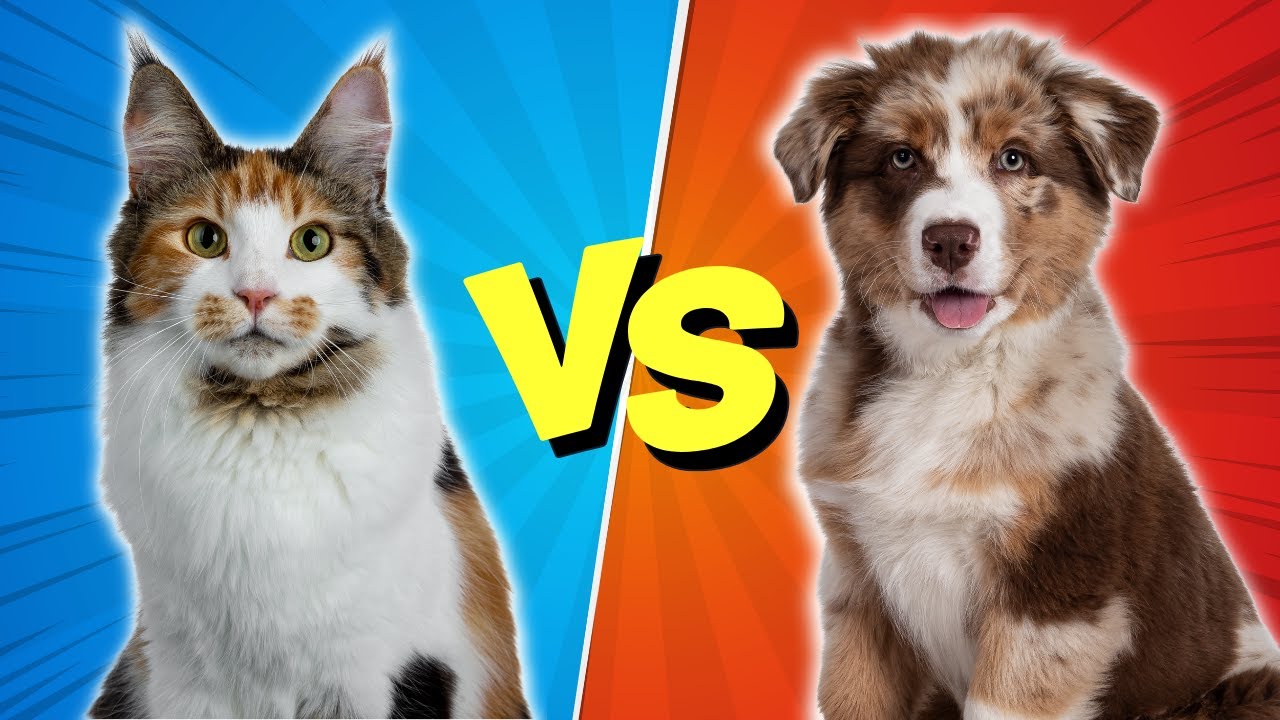 Cat Vs Dog